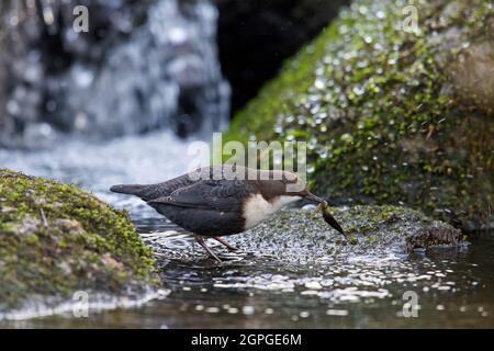 Weißkehlchen-Dipper / Europäische Dipper (Cinclus cinclus) auf Felsen mit Wasserinsekten Beute im Schnabel im Strom im Winter thront Stockfoto