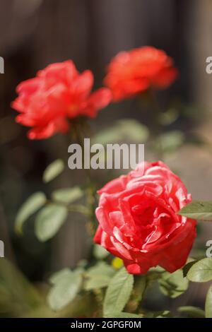 Im Herbstgarten blühen rosa Rosen Stockfoto