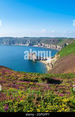 Frankreich, Cotes d'Armor, Plevenon, Grand Site de France Cap d'Erquy - Cap Frehel, Anse des Sévignés, Klippen und Moore des Cap Frehel entlang des Wanderweges GR 34 oder Zollweges Stockfoto