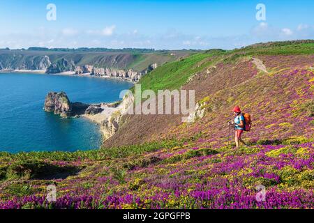 Frankreich, Cotes d'Armor, Plevenon, Grand Site de France Cap d'Erquy - Cap Frehel, Anse des Sévignés, Wanderung zwischen Klippen und Mooren des Cap Frehel entlang des Wanderweges GR 34 oder Zollweges Stockfoto