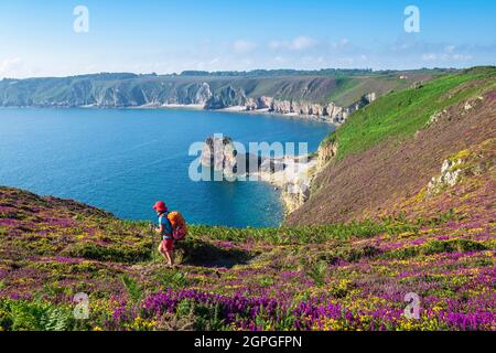 Frankreich, Cotes d'Armor, Plevenon, Grand Site de France Cap d'Erquy - Cap Frehel, Anse des Sévignés, Wanderung zwischen Klippen und Mooren des Cap Frehel entlang des Wanderweges GR 34 oder Zollweges Stockfoto