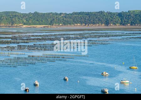 Frankreich, Cotes d'Armor, Saint-Cast-le-Guildo, Muschelzucht in der Bucht von La Fresnaye entlang des Wanderweges GR 34 oder des Zollweges Stockfoto