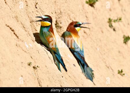 Frankreich, Doubs, Osselle, Fauna, Wildtiere, Vogel, Coraciiforme, europäischer Bienenfresser (Merops apiaster), Fortpflanzung, Sandsteinbruch Stockfoto