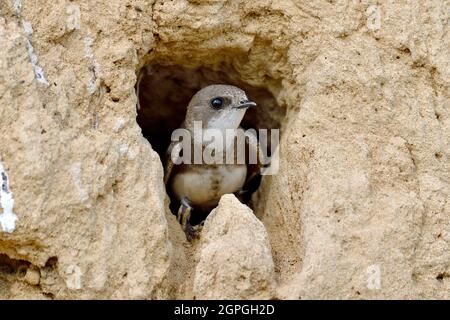 Frankreich, Doubs, Osselle, Wildtier, Vogel, Singvögel, Bandabschwalbe (Riparia riparia), Nisten, Kiesgrube, Sandgrube, Ausbeutung Stockfoto