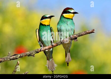 Frankreich, Doubs, Osselle, Fauna, Wildtier, Vogel, Coraciiforme, europäischer Bienenfresser (Merops apiaster), Fortpflanzung, Sandsteinbruch Stockfoto