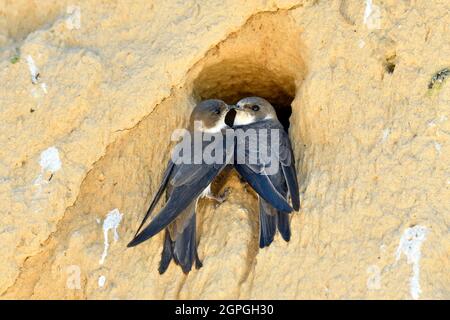 Frankreich, Doubs, Osselle, Wildtier, Vogel, Singvögel, Bandabschwalbe (Riparia riparia), Nisten, Kiesgrube, Sandgrube, Ausbeutung Stockfoto