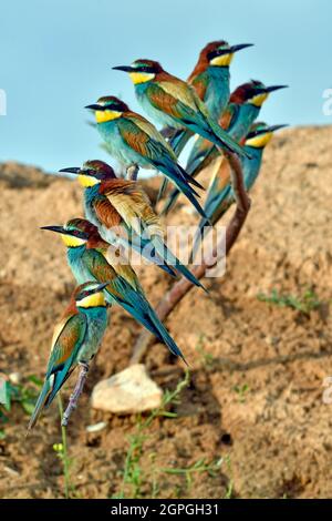 Frankreich, Doubs, Osselle, Fauna, Wildtier, Vogel, Coraciiforme, europäischer Bienenfresser (Merops apiaster), Fortpflanzung, Sandbruch, Stockfoto