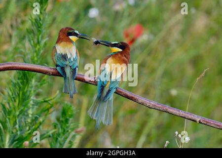 Frankreich, Doubs, Osselle, Fauna, Wildtier, Vogel, Coraciiforme, europäischer Bienenfresser (Merops apiaster), Fortpflanzung, Sandsteinbruch Stockfoto