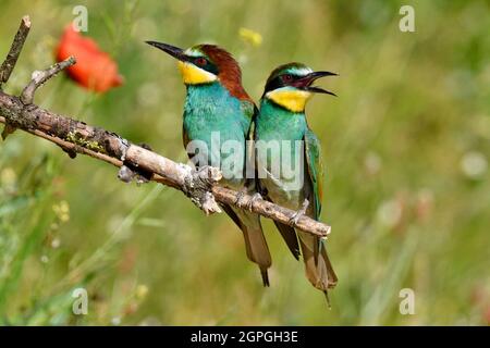 Frankreich, Doubs, Osselle, Fauna, Wildtier, Vogel, Coraciiforme, europäischer Bienenfresser (Merops apiaster), Fortpflanzung, Sandsteinbruch Stockfoto