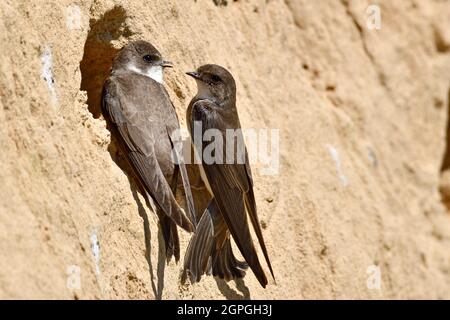 Frankreich, Doubs, Osselle, Wildtier, Vogel, Singvögel, Bandabschwalbe (Riparia riparia), Nisten, Kiesgrube, Sandgrube, Ausbeutung Stockfoto