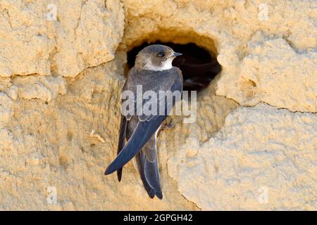 Frankreich, Doubs, Osselle, Wildtier, Vogel, Singvögel, Bandabschwalbe (Riparia riparia), Nisten, Kiesgrube, Sandgrube, Ausbeutung Stockfoto