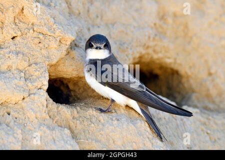 Frankreich, Doubs, Osselle, Wildtier, Vogel, Singvögel, Bandabschwalbe (Riparia riparia), Nisten, Kiesgrube, Sandgrube, Ausbeutung Stockfoto