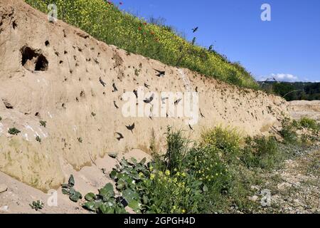 Frankreich, Doubs, Osselle, Wildtier, Vogel, Singvögel, Bandabschwalbe (Riparia riparia), Nisten, Kiesgrube, Sandgrube, Ausbeutung Stockfoto