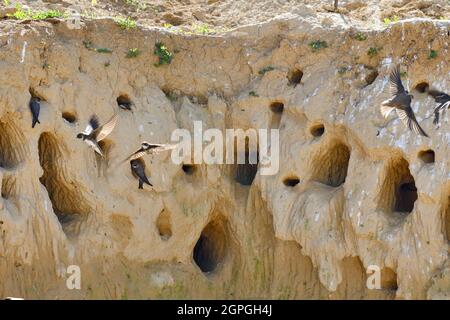 Frankreich, Doubs, Osselle, Wildtier, Vogel, Singvögel, Bandabschwalbe (Riparia riparia), Nisten, Kiesgrube, Sandgrube, Ausbeutung Stockfoto