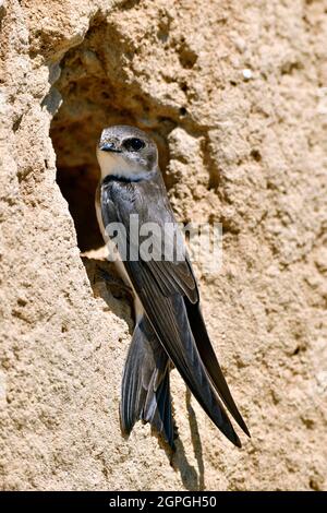 Frankreich, Doubs, Osselle, Wildtier, Vogel, Singvögel, Bandabschwalbe (Riparia riparia), Nisten, Kiesgrube, Sandgrube, Ausbeutung Stockfoto