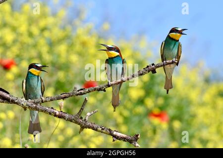 Frankreich, Doubs, Osselle, Fauna, Wildtiere, Vogel, Coraciiforme, europäischer Bienenfresser (Merops apiaster), Fortpflanzung, Sandsteinbruch Stockfoto