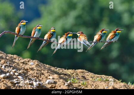 Frankreich, Doubs, Osselle, Fauna, Wildtier, Vogel, Coraciiforme, europäischer Bienenfresser (Merops apiaster), Fortpflanzung, Sandsteinbruch Stockfoto