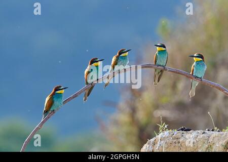 Frankreich, Doubs, Osselle, Fauna, Wildtier, Vogel, Coraciiforme, europäischer Bienenfresser (Merops apiaster), Fortpflanzung, Sandbruch, Stockfoto