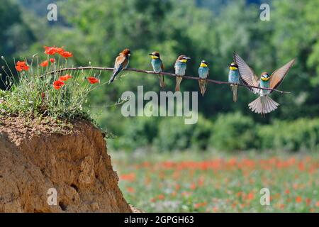 Frankreich, Doubs, Osselle, Fauna, Wildtier, Vogel, Coraciiforme, europäischer Bienenfresser (Merops apiaster), Fortpflanzung, Sandsteinbruch Stockfoto