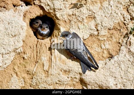 Frankreich, Doubs, Osselle, Wildtier, Vogel, Singvögel, Bandabschwalbe (Riparia riparia), Nisten, Kiesgrube, Sandgrube, Ausbeutung Stockfoto