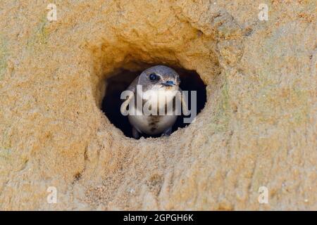 Frankreich, Doubs, Osselle, Wildtier, Vogel, Singvögel, Bandabschwalbe (Riparia riparia), Nisten, Kiesgrube, Sandgrube, Ausbeutung Stockfoto