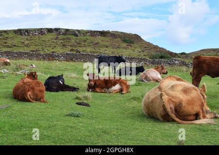 Herde von Kühen in schottischer Landschaft mit blauem Himmel und Trockenmauern Stockfoto