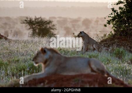 Zwei junge männliche Löwen (Panthera leo) im Busch, Tsavo East National Park, Kenia, Ostafrika Afrika, Kenia, Tsavo West National Park, zwei junge männliche Löwen liegen (Panthera leo) Stockfoto