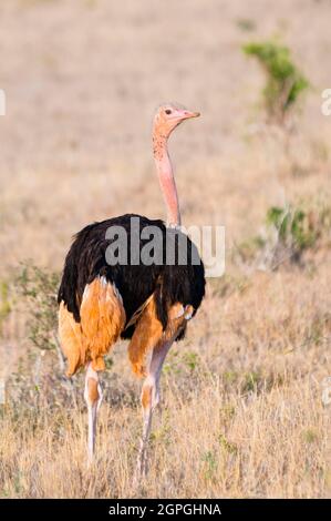 Kenia, Taita Hills Wildlife Sanctuary, Männlich of Common Strauß (Struthio camelus) Stockfoto