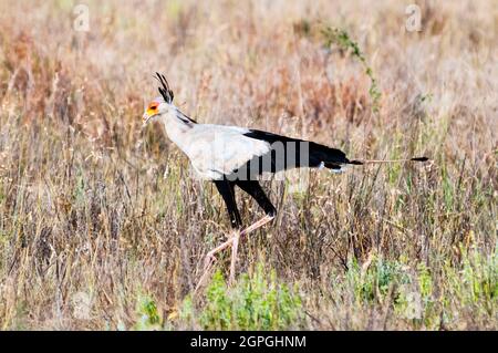 Kenia, Tsavo East National Park, Secretarybird oder Secretary Bird (Sagittarius serpentarius) Stockfoto