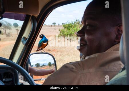 Kenia, Taita Hills Wildlife Sanctuary, Superstar (Lamprotornis Superbus) auf einem Autospiegel Stockfoto