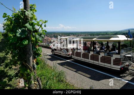 Frankreich, Bas Rhin, Obernai, Schenkenberg, Weinberg, Der kleine Touristenzug Stockfoto