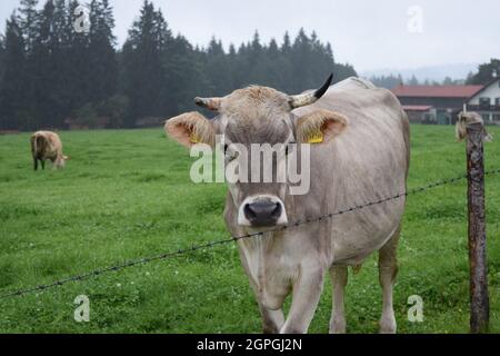 Kuh, die hinter einem Zaun direkt auf die Kamera schaut Stockfoto