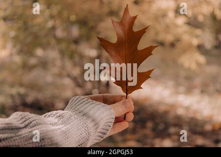 POV der Hand der Frau hält fallen braun Eichenblatt. Atmosphärische Herbstkomposition. Sonntagsentspannungen, Erinnerungen und Stillleben Konzept. Helle Herbststimmung Stockfoto