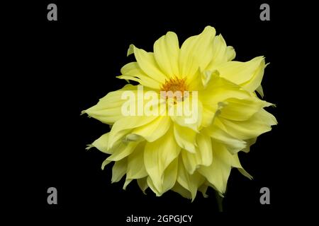 Gelbe Dahlia Blume isoliert auf schwarzem Hintergrund, schöne einzelne Gänseblümchen-ähnliche Blume Stockfoto