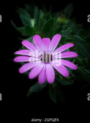 osteospermum, rosa, violette afrikanische Gänseblümchen, auch Blauäugige Gänseblümchen oder Umhang-Gänseblümchen genannt, wächst im kühlen Sommerklima, isoliert auf schwarzem Hintergrund Stockfoto