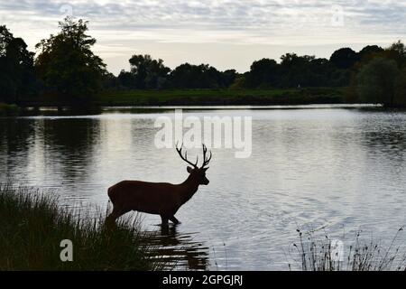 Silhouette eines Hirsches im See in der Abenddämmerung im Richmond Park Stockfoto