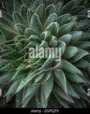 Kleine und langsam wachsende haworthia Sukulente Pflanze, Containerpflanze Nahaufnahme, natürlicher Hintergrund, Textur, Tapete Stockfoto