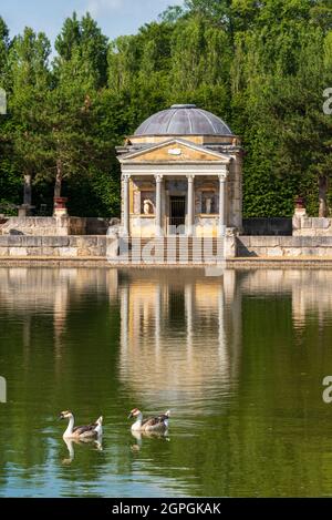 France, Eure, Sainte opportune du Bosc, Castle and Battlefield Garden von Interior Designer Jacques Garcia, Leda Temple, African Goose, domestizierte Schwanengans (Anser cygnoid) Stockfoto