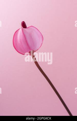 Einzelne Anthuriumblume, auch bekannt als Rückenblume, Flamingo und Lakeleaf, tropfenförmige, rosa Farbe Blume mit dunkelroten Spadix isoliert Stockfoto