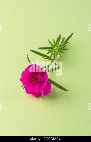 Moosrose oder mexikanische Rose, lila Blume mit grünen Blättern auf einer hellgrünen Hintergrundfläche Stockfoto