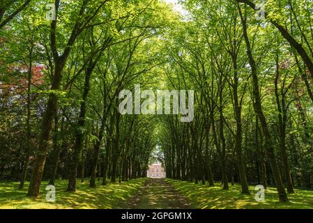 Frankreich, Haute Saone, Ray sur Saone, Ray sur Saone Schloss, Zentralantrieb mit Linden bepflanzt Stockfoto