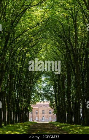 Frankreich, Haute Saone, Ray sur Saone, Ray sur Saone Schloss, Zentralantrieb mit Linden bepflanzt Stockfoto