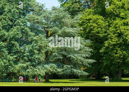 Frankreich, Haute Saone, Ray sur Saone, Schloss Ray sur Saone, Arboretum Stockfoto