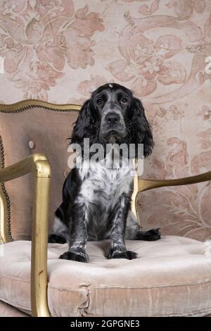 Ein Ganzkörperportrait eines niedlichen englischen Cockerspaniels, der auf einem Stuhl sitzt und die Kamera anschaut Stockfoto