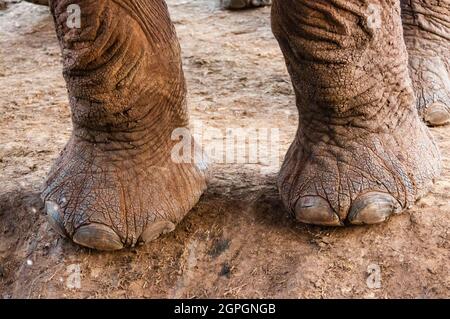 Kenia, Taita Hills Wildlife Sanctuary, Elefant (Loxodonta africana) Stockfoto