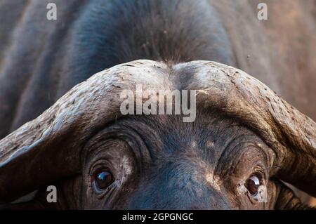 Kenia, Taita Hills Wildlife Sanctuary, One African Buffalo (syncerus Caffer) Stockfoto