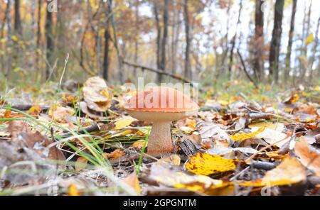 Boletus aurantiacus, Espenpilz oder rotbedeckter Kräuselstiel im Wald. Pilze sammeln. Pilzjagd. Sammeln Von Wildpilzen. Stockfoto