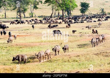 Kenia, Taita Hills Wildlife Sanctuary, Büffelherde (Syncerus Caffer) Stockfoto