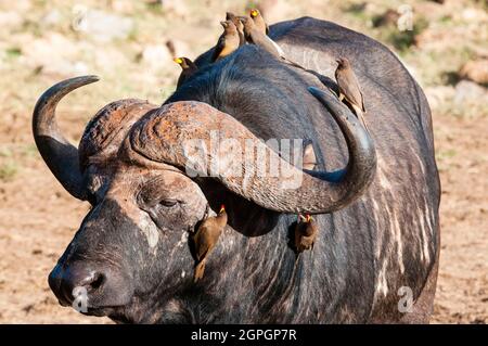 Kenia, Taita Hills Wildlife Sanctuary, ein afrikanischer Büffel (syncerus Caffer), Oxpeckers (Buphagus erythrorhynchus) auf seinem Rücken Stockfoto