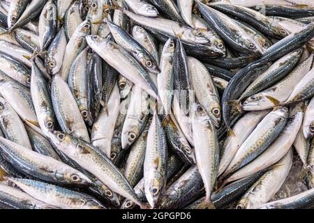 Portugal, Algarve, Olhao, die Altstadt, der Fischmarkt Stockfoto